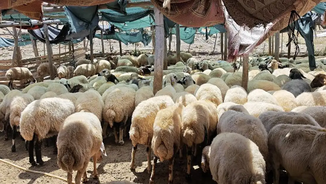 24 İlde Hayvan Pazarları Yeniden Açıldı
