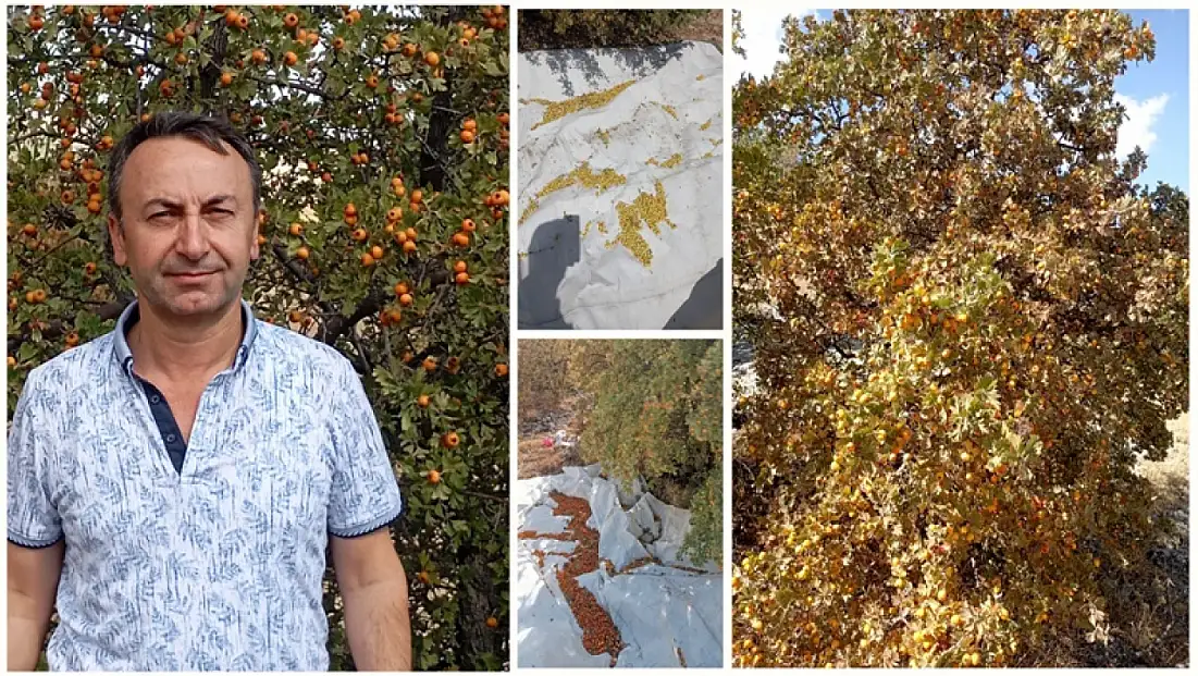 Akçadağ Dağlarının Alıç'ı Şifa Saçıyor