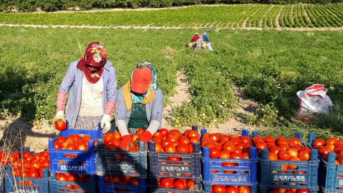 Bitkisel ve Hayvansal Üretim Desteklemeleri Açıklandı