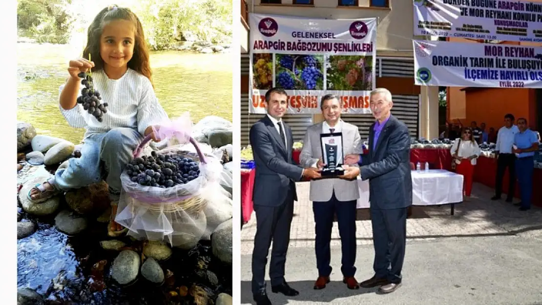 25. Arapgir Bağbozumu ve 1. Mor Reyhan Hasat Şenlikleri Başladı