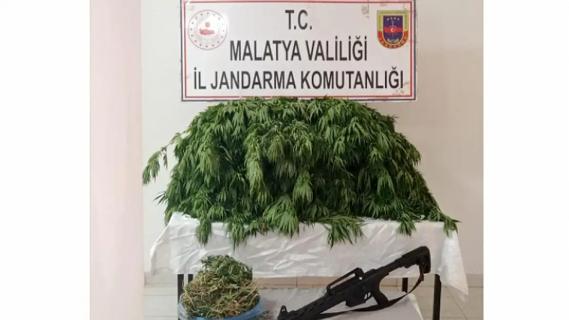 Akçadağ'da Yasadışı Kenevir Ekimine Jandarma Baskını