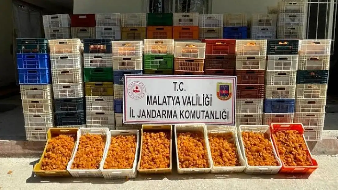 Akçadağ ve Yeşilyurt ilçesindeki Kayısı Hırsızlığı Olayı Jandarma Tarafından Aydınlatıldı
