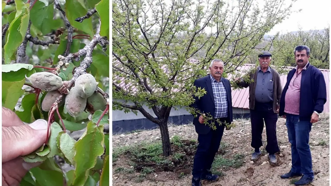 Akçadağ Ziraat Odası Kayısıdaki Hasarı İnceledi