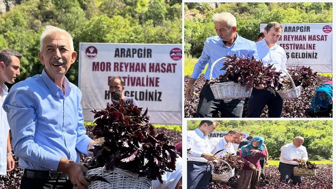 Arapgir'de Mor Reyhan Hasadı Coşkusu
