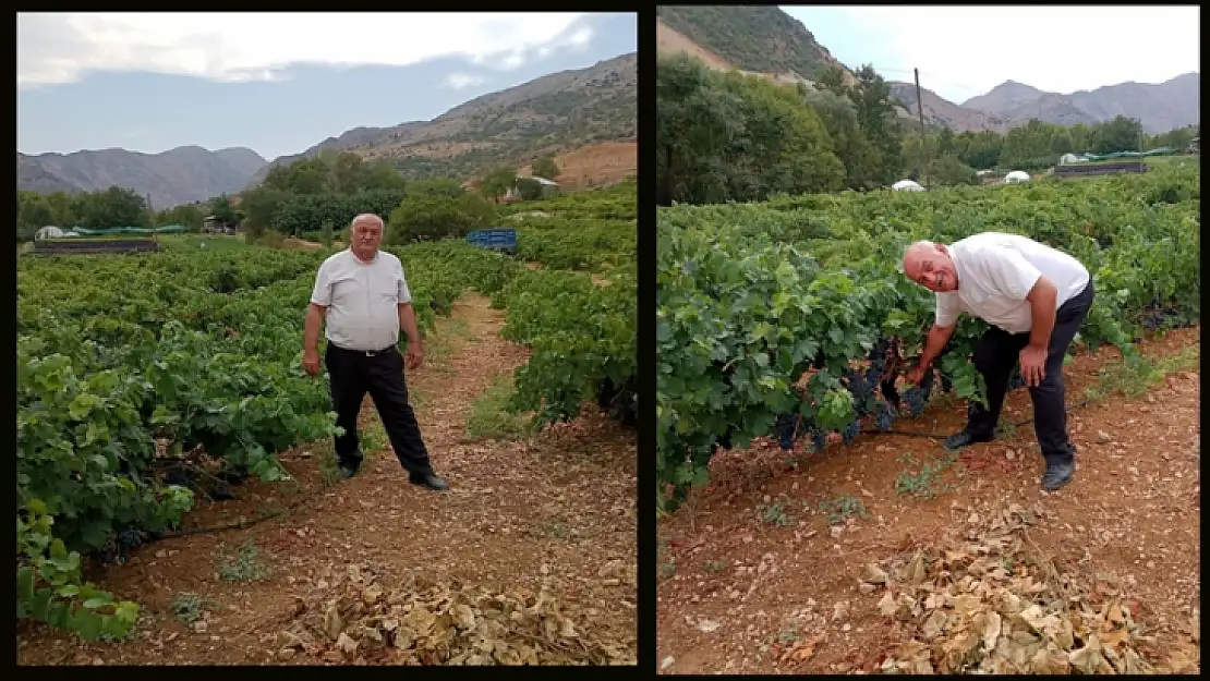 Ali Cengiz Arapgir Köhnü Üzümlerini İnceledi