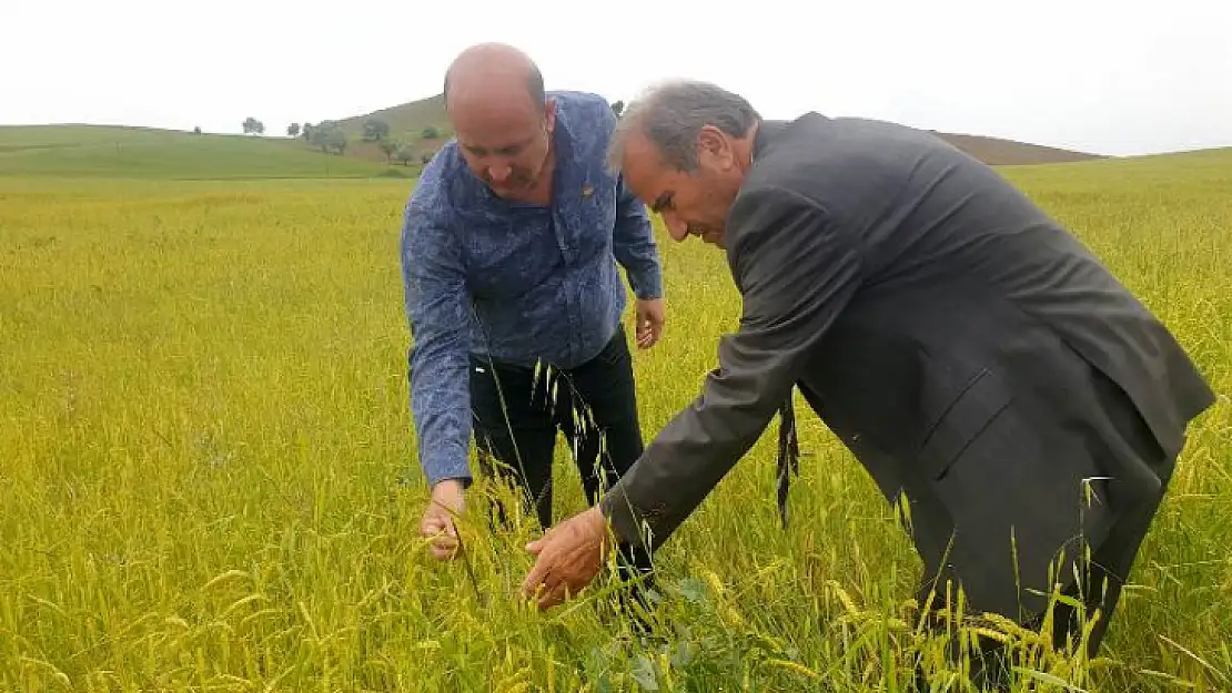 Arguvan'da Dolu Yağışı Ekinleri Vurdu