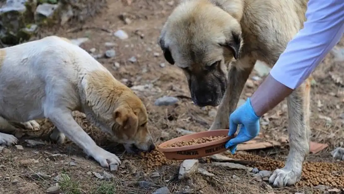 Belediyelere Her Sahipsiz Köpek İçin 71 Bin Lira Ceza