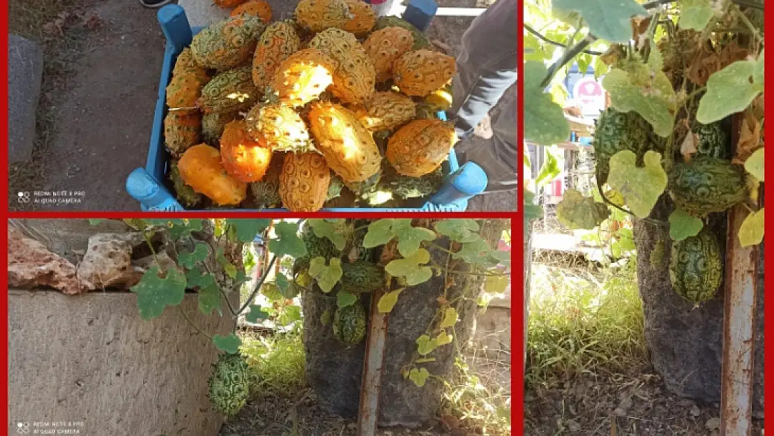 Boynuzlu Kavun 'Kiwano' Arapgir'de Yetişti