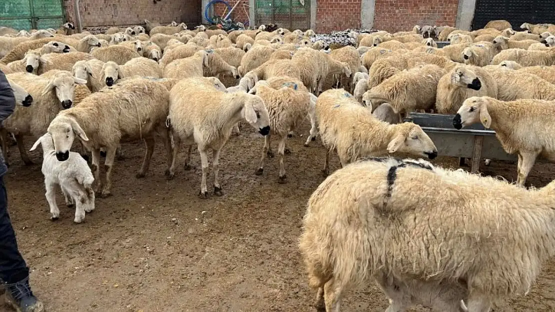 Depremzede Yetiştiricilere Faizsiz Ahır Kredisi Desteği