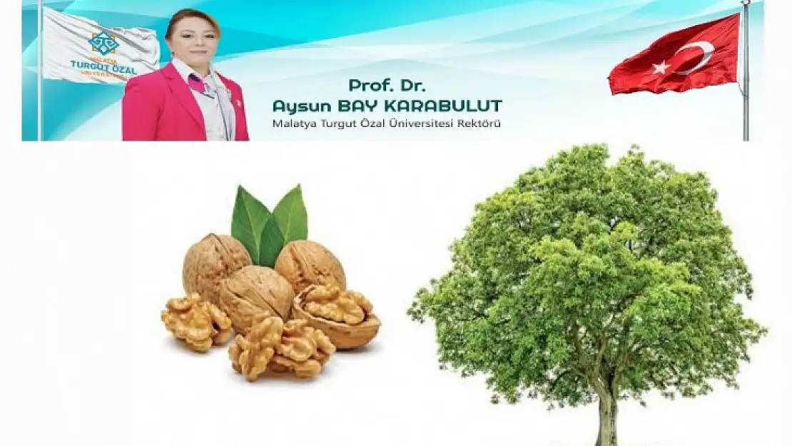 'Dünya büyük bir ceviz ağacıdır…'