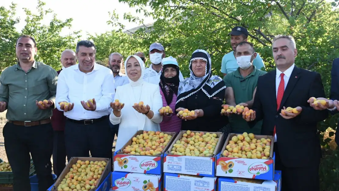 Dünyanın kayısı başkenti'nde hasat başladı