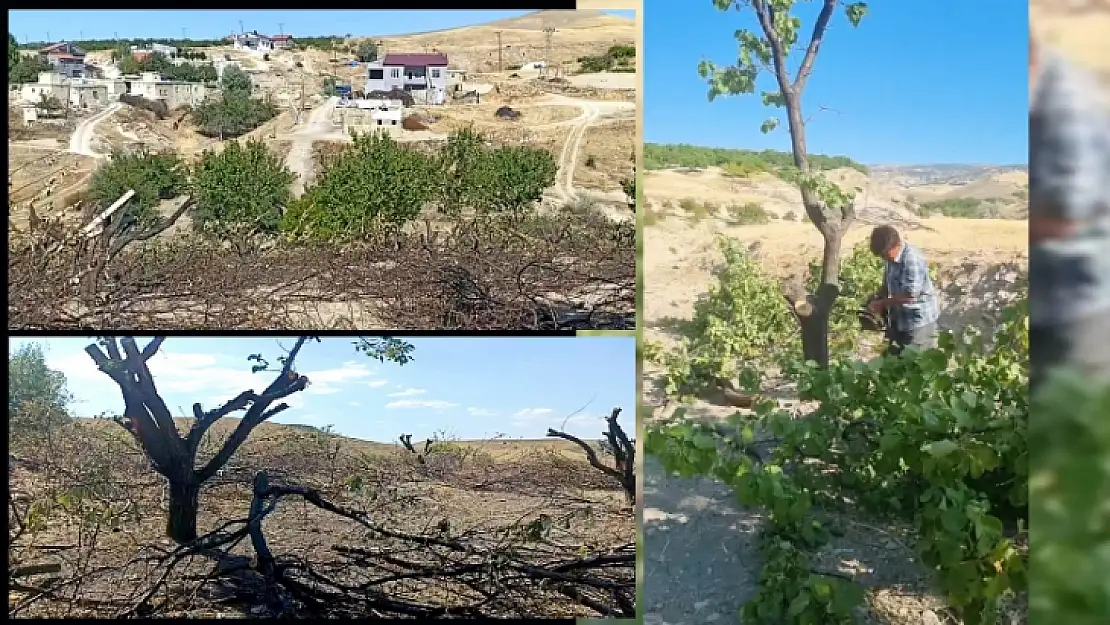 Genç Kayısı Ağaçları Neden Kesiliyor?