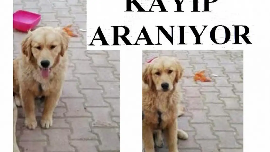 Golden Cinsi Köpek Kayıp Aranıyor!...