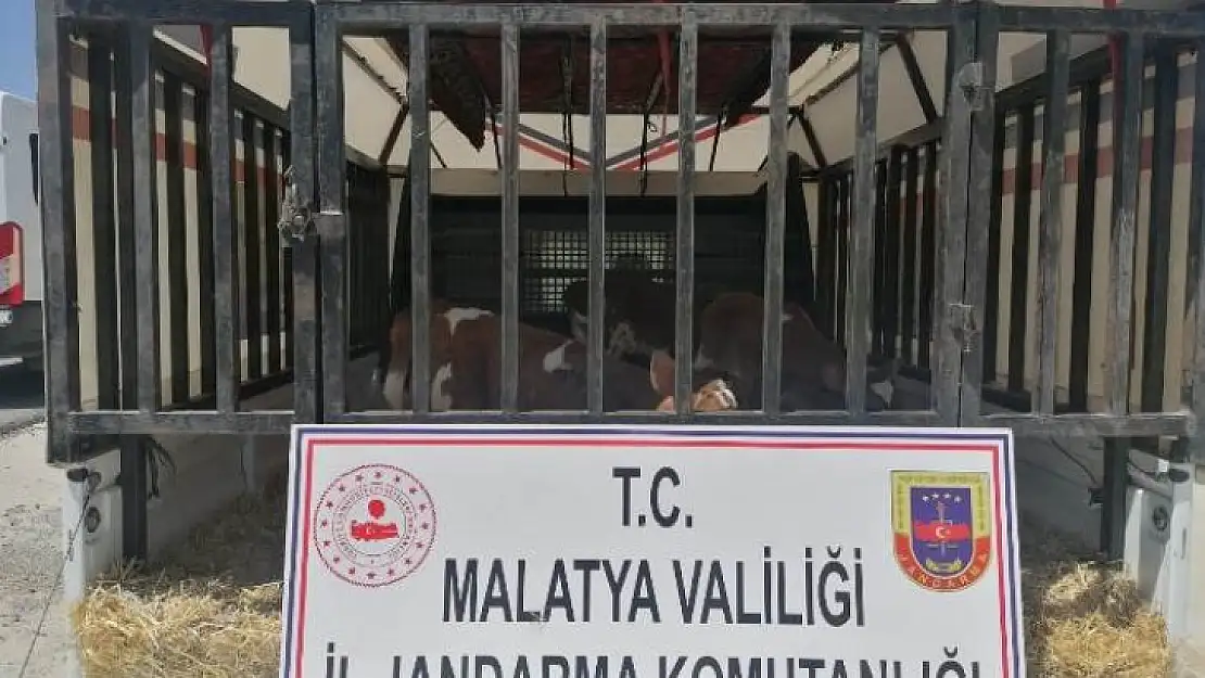 Hayvan Hırsızları Jandarma'dan Kaçamadı