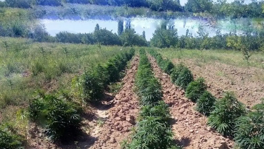 Jandarma'dan Yazıhan'da Kaçak Kenevir Operasyonu