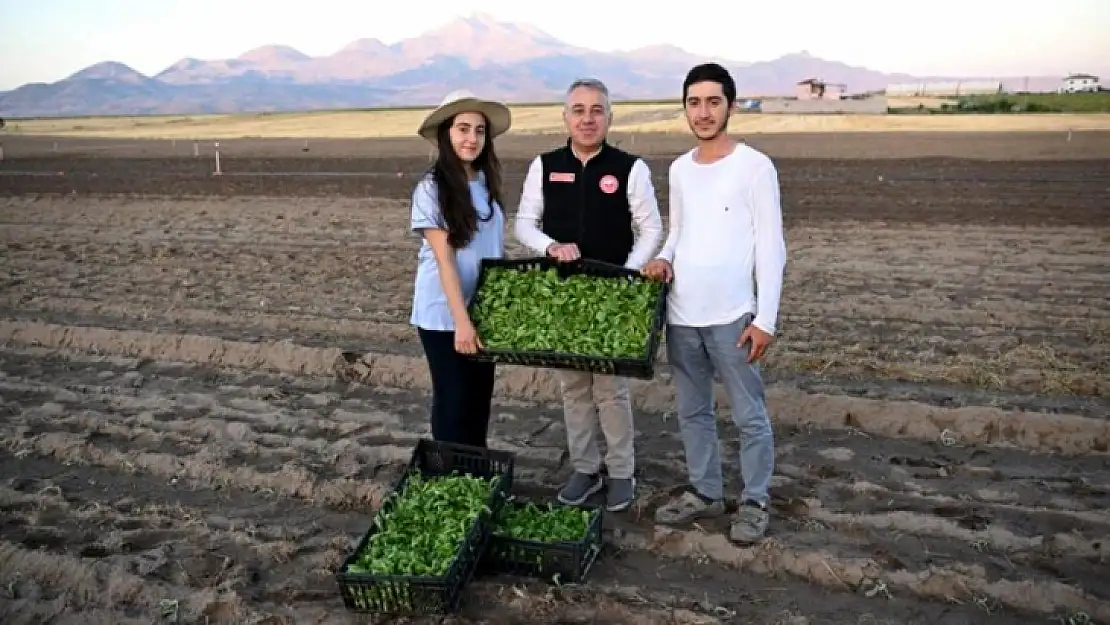 Kayseri Tarımı Emin Ellerde' Erciyes'in Eteğinde Marul Yetiştiriciliği'