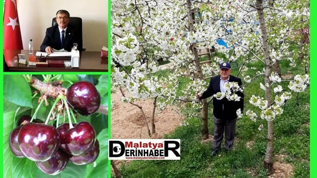 Kiraz Bahçeleri Beyaz'a Büründü!