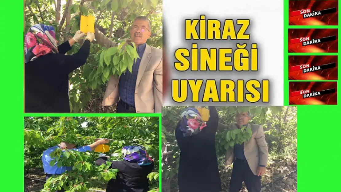 Kiraz Üreticilerine Yeşilyurt Ziraat Odasından Acil Uyarı
