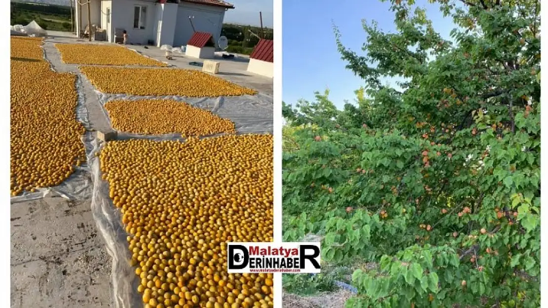 Malatya Kuru Kayısı Rekoltesi Tahmini 86 Bin 39 Ton Bekleniyor
