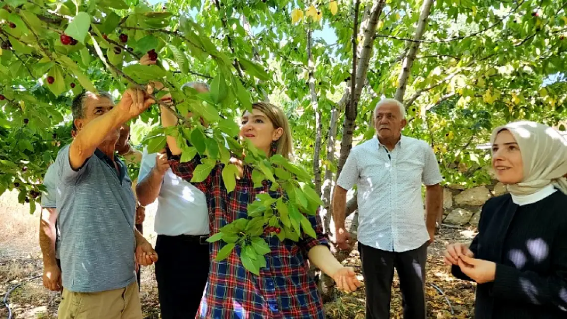 Milletvekili Ölmeztoprak' Dalbastı Kirazımız Önemli Bir Tarımsal Ürünümüzdür'