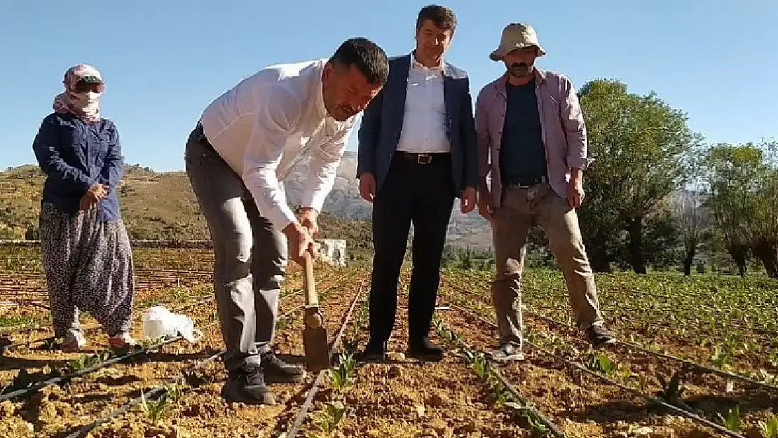 Mv. Ağbaba' Yabancı Tütün Serbest, Yerli Tütün Yasak