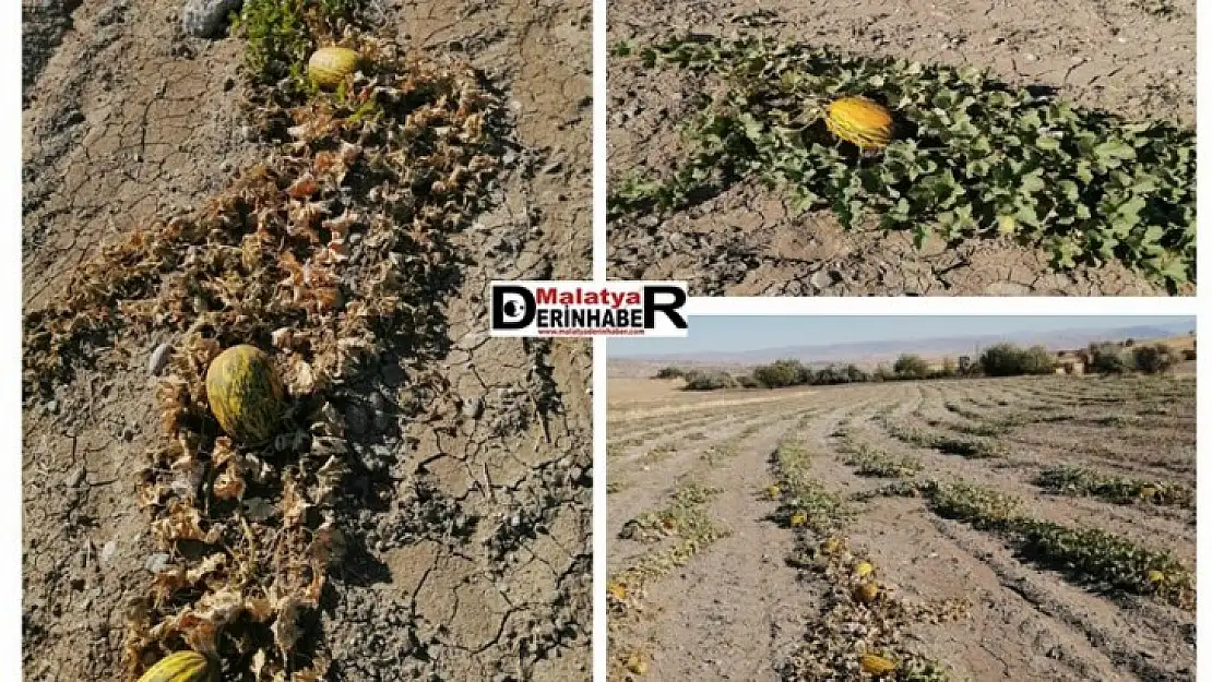 Narmikan Kavununda Hasat Zamanı