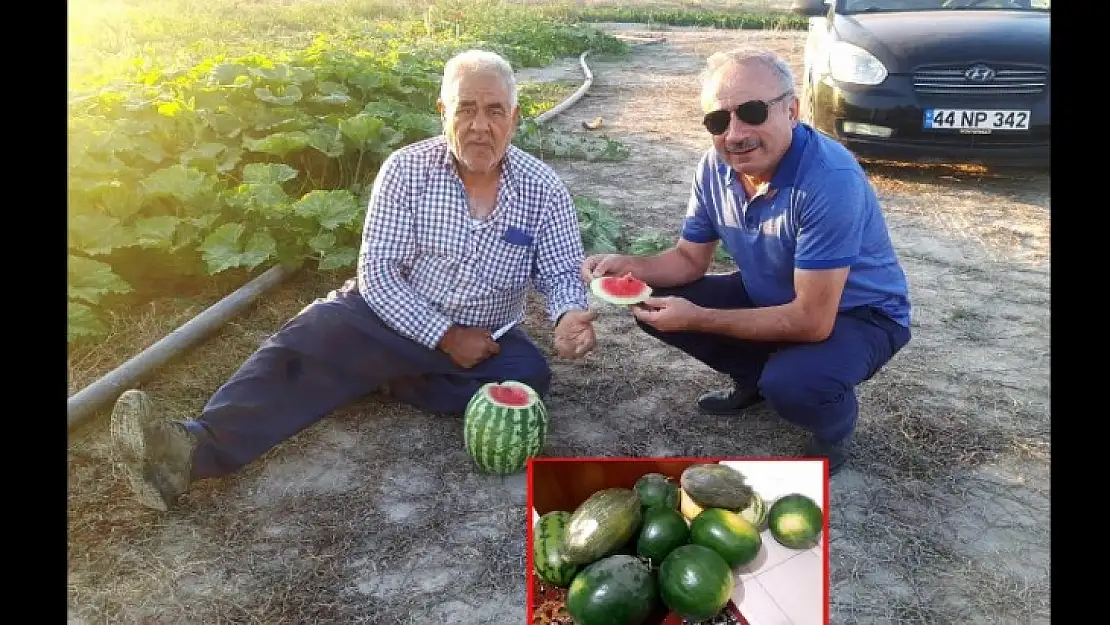 Siyah Karpuz'da Hasat Zamanı