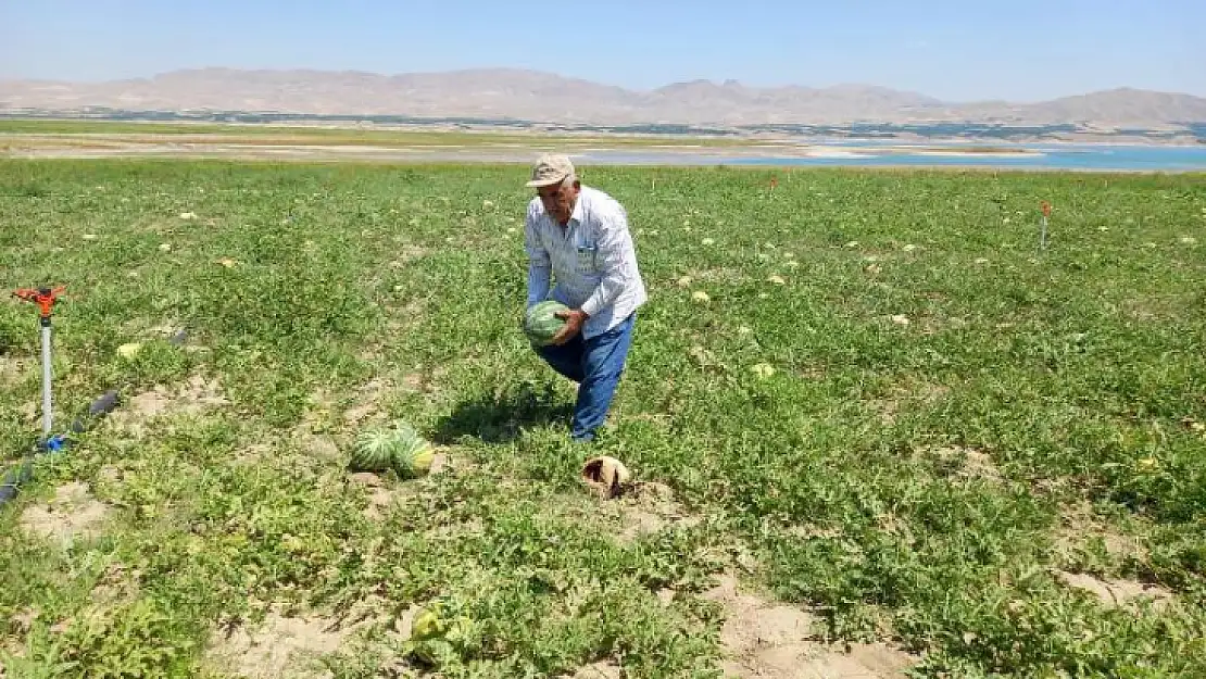 Ağılyazı'da Karpuz Hasadı