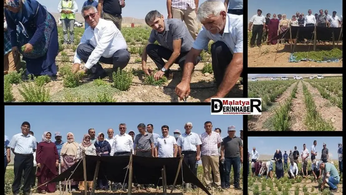 Yazıhan'da Kekiklerin İlk Hasadı Gerçekleştirildi