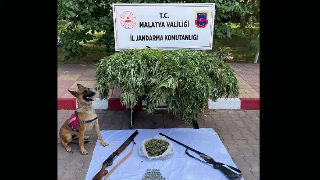 Yeşilyurt Kuşdoğan Mah. Yasadışı Kenevir Ekimine Jandarma Baskını