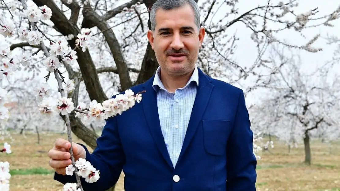 Yeşilyurt'ta ki Kayısı Bahçeleri Göz Kamaştırıyor