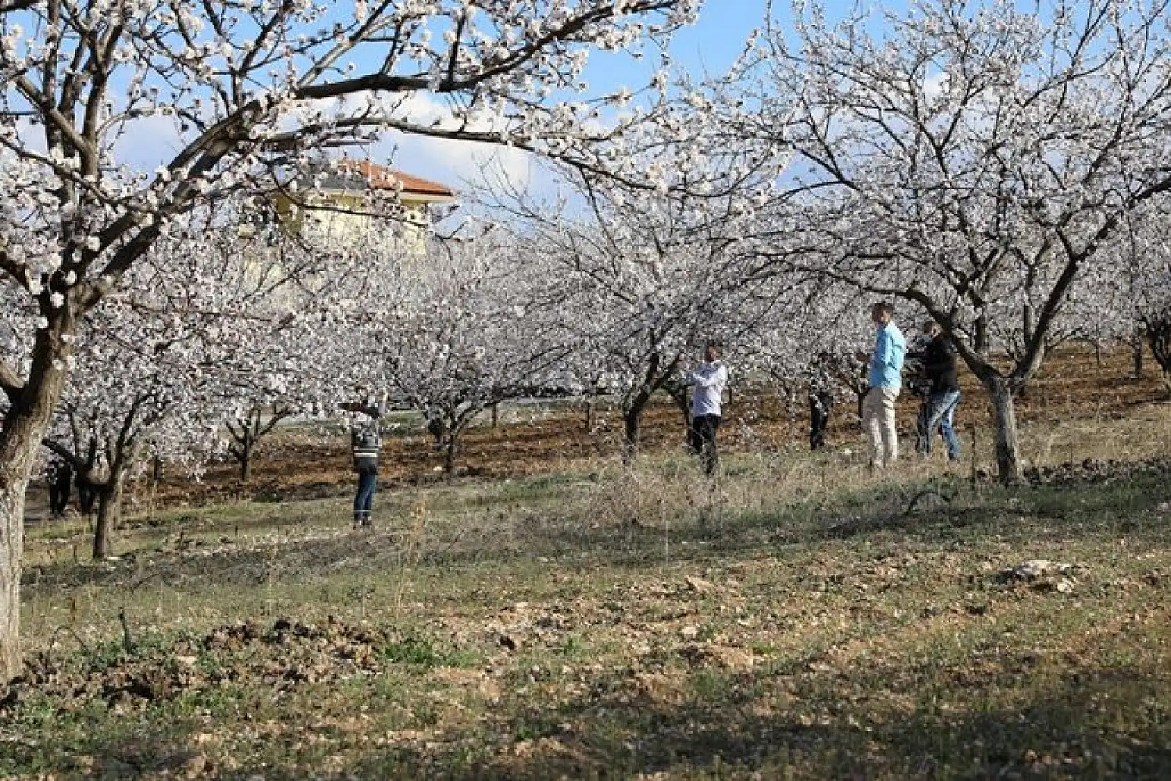 Kayısı Çiçeği Şenliği Konukları Battalgazi'ye Hayran Kaldı