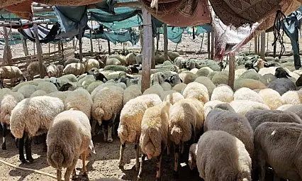 24 İlde Hayvan Pazarları Yeniden Açıldı