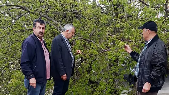 Akçadağ Ziraat Odası Kayısıdaki Hasarı İnceledi