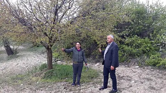 Akçadağ Ziraat Odası Kayısıdaki Hasarı İnceledi