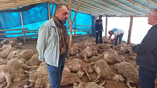 Yazıhan'da Kurt Sürüye Daldı 42 Hayvan Telef Oldu