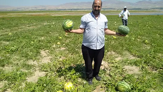 Ağılyazı'da Karpuz Hasadı
