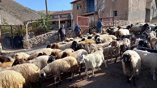 Malatya'da Küçükbaş Kurbanlıklara Büyük Rağbet