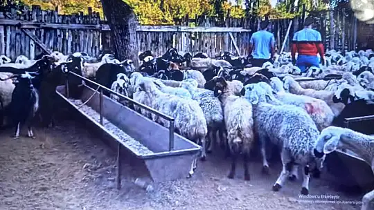 Türk Ocağı Genel Merkezinden Malatyalı Depremzedelere Kurban Kesimi