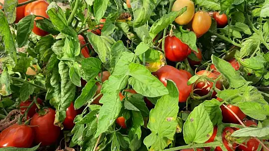 Kuluncak'ta Kuru Domates Mesaisi