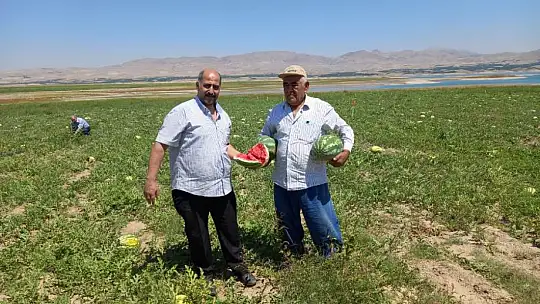 Ağılyazı'da Karpuz Hasadı
