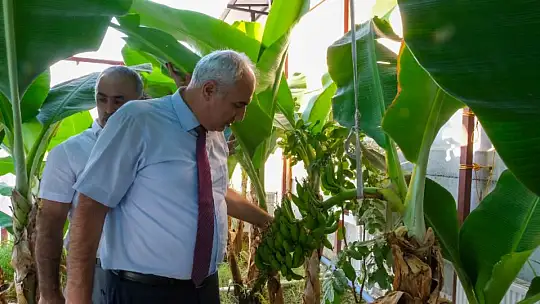 Battalgazi İlçesinde Muz Üretimi Gerçek Oldu