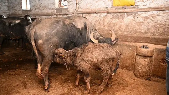 Suni Tohumlamadan İlk Malak Doğdu