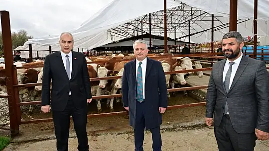 Depremzede Üreticilere Büyükbaş Hayvan ve Sıvat Dağıtımı