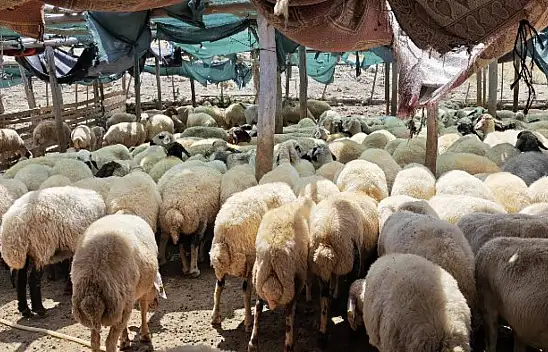 24 İlde Hayvan Pazarları Yeniden Açıldı