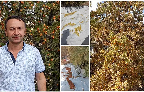 Akçadağ Dağlarının Alıç'ı Şifa Saçıyor