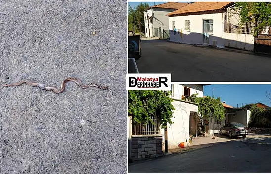 Battalgazi'de Yılan Paniği: Mahalleli Tedirgin