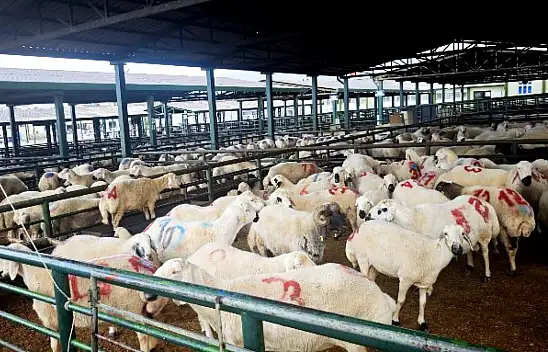 Canlı Hayvan Pazarı Geçici Süreyle Kapatıldı