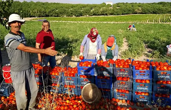 Çiftçi Veysel Yoldaş: Tarlada Emek Var, Cebimizde Yok!