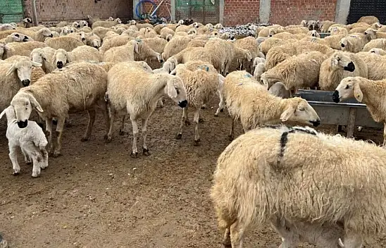 Depremzede Yetiştiricilere Faizsiz Ahır Kredisi Desteği